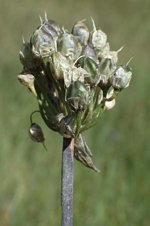 Allium suaveolens \ Wohlriechender Lauch / Fragrant Leek, D Uffing 14.8.2024