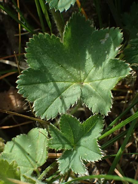 Alchemilla subcrenata \ Stumpfz&auml;hniger Frauenmantel / Broadtooth Lady's Mantle, D G&uuml;nzburg 24.5.2025
