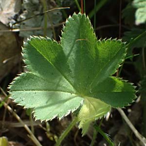 Alchemilla subcrenata \ Stumpfz&auml;hniger Frauenmantel / Broadtooth Lady's Mantle, D G&uuml;nzburg 24.5.2025