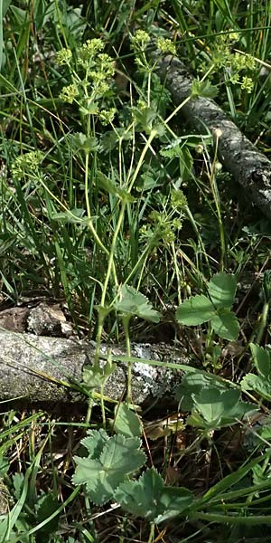 Alchemilla subcrenata \ Stumpfz&auml;hniger Frauenmantel / Broadtooth Lady's Mantle, D G&uuml;nzburg 24.5.2025