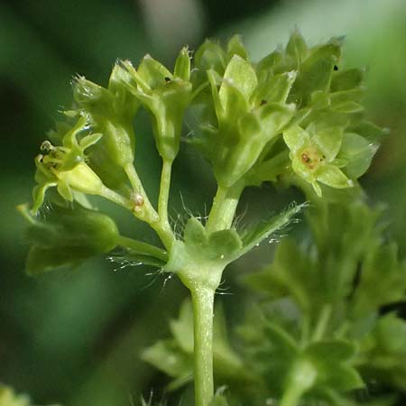 Alchemilla subcrenata \ Stumpfz&auml;hniger Frauenmantel / Broadtooth Lady's Mantle, D G&uuml;nzburg 24.5.2025
