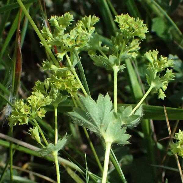 Alchemilla subcrenata \ Stumpfz&auml;hniger Frauenmantel / Broadtooth Lady's Mantle, D G&uuml;nzburg 24.5.2025