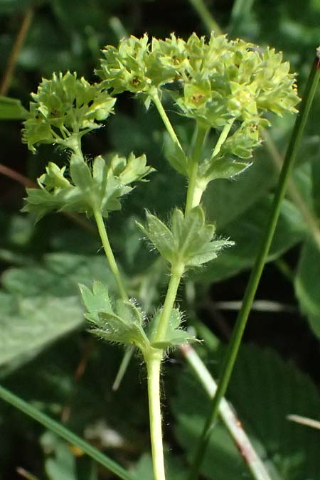 Alchemilla subcrenata \ Stumpfz&auml;hniger Frauenmantel / Broadtooth Lady's Mantle, D G&uuml;nzburg 24.5.2025