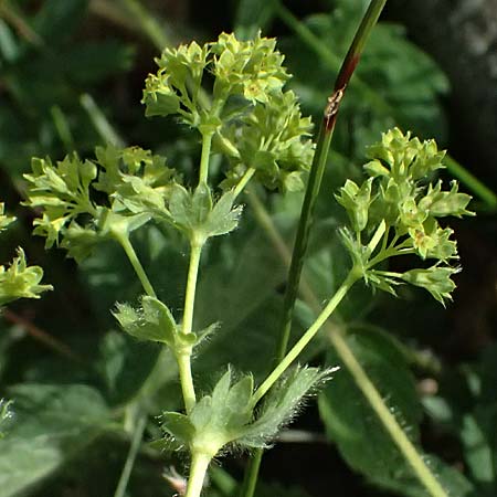 Alchemilla subcrenata \ Stumpfz&auml;hniger Frauenmantel / Broadtooth Lady's Mantle, D G&uuml;nzburg 24.5.2025