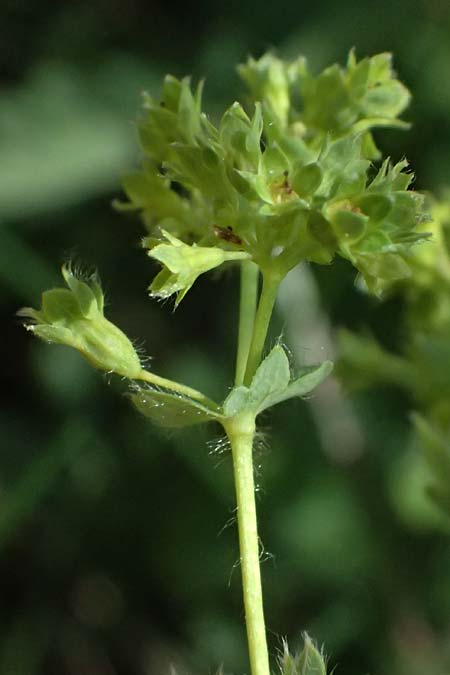 Alchemilla subcrenata \ Stumpfz&auml;hniger Frauenmantel / Broadtooth Lady's Mantle, D G&uuml;nzburg 24.5.2025