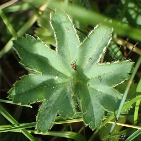 Alchemilla subcrenata \ Stumpfz&auml;hniger Frauenmantel / Broadtooth Lady's Mantle, D G&uuml;nzburg 24.5.2025