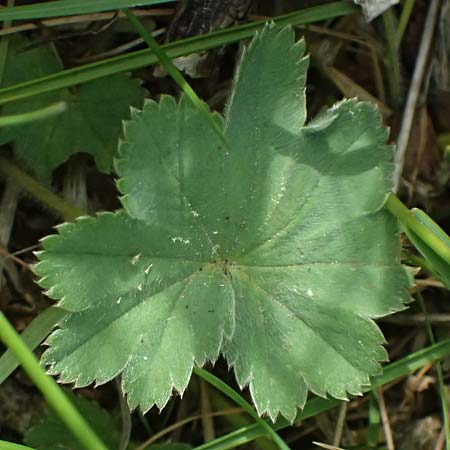 Alchemilla subcrenata \ Stumpfz&auml;hniger Frauenmantel / Broadtooth Lady's Mantle, D G&uuml;nzburg 24.5.2025