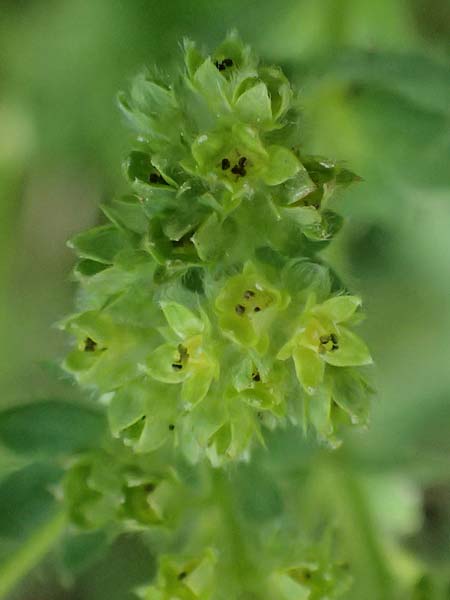 Alchemilla subcrenata \ Stumpfz&auml;hniger Frauenmantel / Broadtooth Lady's Mantle, D G&uuml;nzburg 24.5.2025