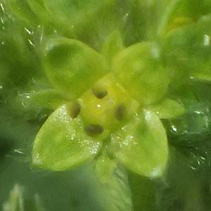 Alchemilla subcrenata \ Stumpfz&auml;hniger Frauenmantel / Broadtooth Lady's Mantle, D G&uuml;nzburg 24.5.2025