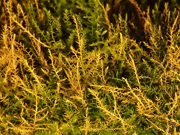 Amblystegium serpens \ Kriechendes Stumpfdeckelmoos / Creeping Feather Moss, D Dilsberg 5.9.2025