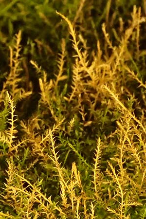 Amblystegium serpens \ Kriechendes Stumpfdeckelmoos / Creeping Feather Moss, D Dilsberg 5.9.2025