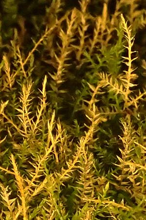 Amblystegium serpens \ Kriechendes Stumpfdeckelmoos / Creeping Feather Moss, D Dilsberg 5.9.2025