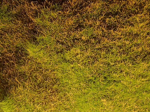 Amblystegium serpens \ Kriechendes Stumpfdeckelmoos / Creeping Feather Moss, D Dilsberg 5.9.2025