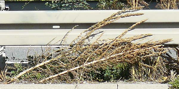 Artemisia tournefortiana \ Armenischer Beifu� / Armenian Wormwood, D Hockenheim 22.10.2021