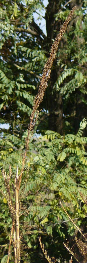 Artemisia tournefortiana \ Armenischer Beifu� / Armenian Wormwood, D Hockenheim 22.10.2021