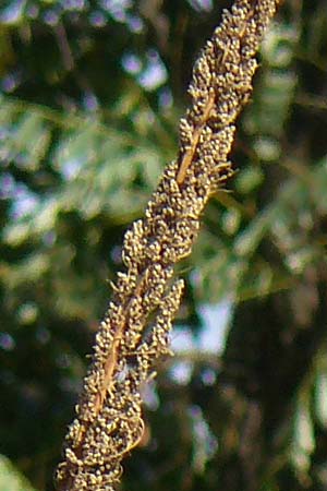 Artemisia tournefortiana \ Armenischer Beifu� / Armenian Wormwood, D Hockenheim 22.10.2021