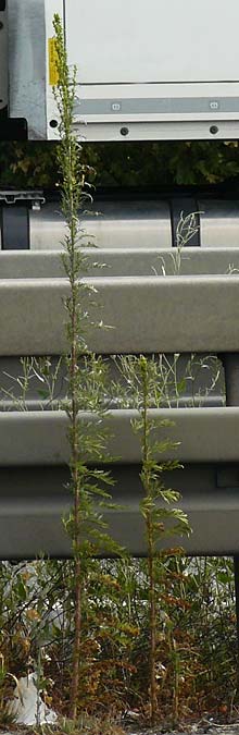 Artemisia tournefortiana \ Armenischer Beifu� / Armenian Wormwood, D Hockenheim 1.9.2022