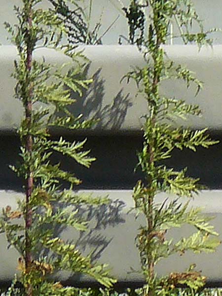Artemisia tournefortiana \ Armenischer Beifu� / Armenian Wormwood, D Hockenheim 12.9.2022