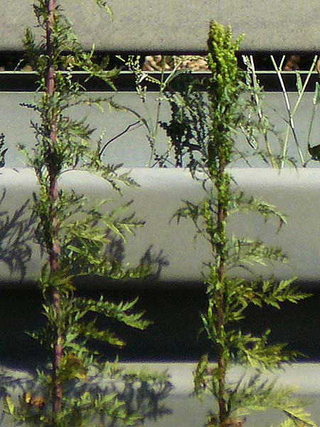 Artemisia tournefortiana \ Armenischer Beifu� / Armenian Wormwood, D Hockenheim 12.9.2022