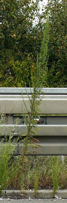Artemisia tournefortiana \ Armenischer Beifu� / Armenian Wormwood, D Hockenheim 2.9.2024