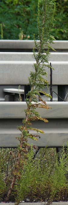 Artemisia tournefortiana \ Armenischer Beifu� / Armenian Wormwood, D Hockenheim 2.9.2024