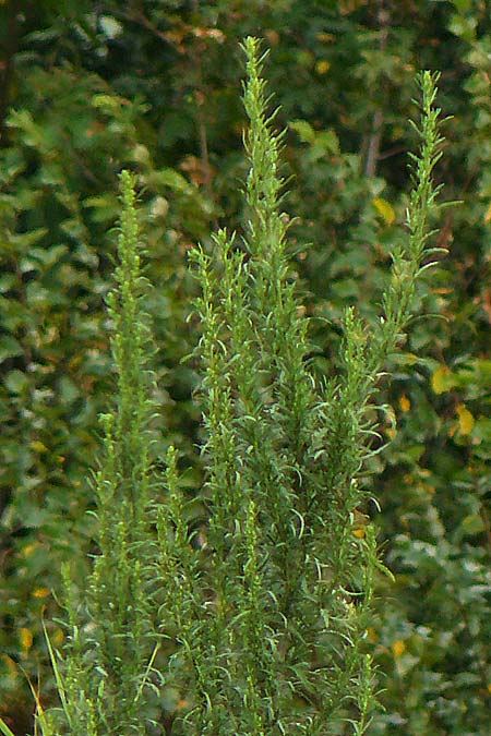 Artemisia tournefortiana \ Armenischer Beifu� / Armenian Wormwood, D Hockenheim 2.9.2024