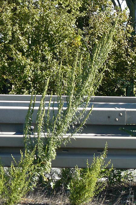 Artemisia tournefortiana \ Armenischer Beifu� / Armenian Wormwood, D Hockenheim 18.9.2025