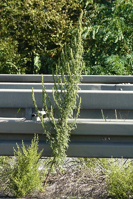 Artemisia tournefortiana \ Armenischer Beifu� / Armenian Wormwood, D Hockenheim 18.9.2025