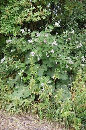 Arctium tomentosum \ Filzige Klette / Woolly Burdock, D Grettstadt 18.7.2015