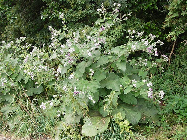 Arctium tomentosum \ Filzige Klette / Woolly Burdock, D Grettstadt 18.7.2015