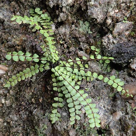 Asplenium trichomanes subsp. trichomanes \ Silikatliebender Brauner Streifenfarn / Spleenwort, D Heidelberg 5.12.2015