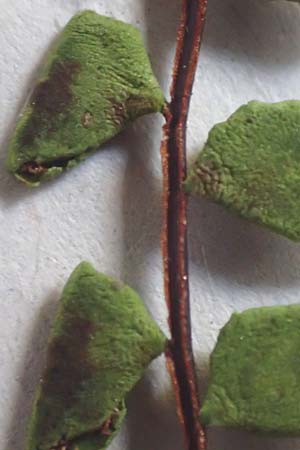 Asplenium trichomanes subsp. quadrivalens \ Tetraploider Brauner Streifenfarn, Gew&ouml;hnlicher Brauner Streifenfarn / Tetraploid Spleenwort, D Ettlingen 27.6.2016