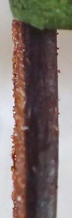 Asplenium trichomanes subsp. quadrivalens \ Tetraploider Brauner Streifenfarn, Gew&ouml;hnlicher Brauner Streifenfarn / Tetraploid Spleenwort, D Ettlingen 4.7.2016