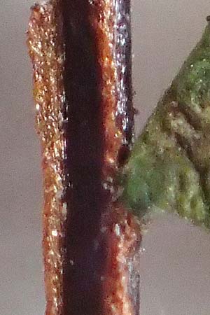 Asplenium trichomanes subsp. quadrivalens \ Tetraploider Brauner Streifenfarn, Gew&ouml;hnlicher Brauner Streifenfarn / Tetraploid Spleenwort, D Ettlingen 4.7.2016