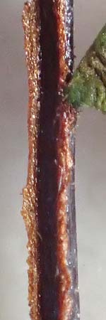 Asplenium trichomanes subsp. quadrivalens \ Tetraploider Brauner Streifenfarn, Gew&ouml;hnlicher Brauner Streifenfarn / Tetraploid Spleenwort, D Ettlingen 4.7.2016