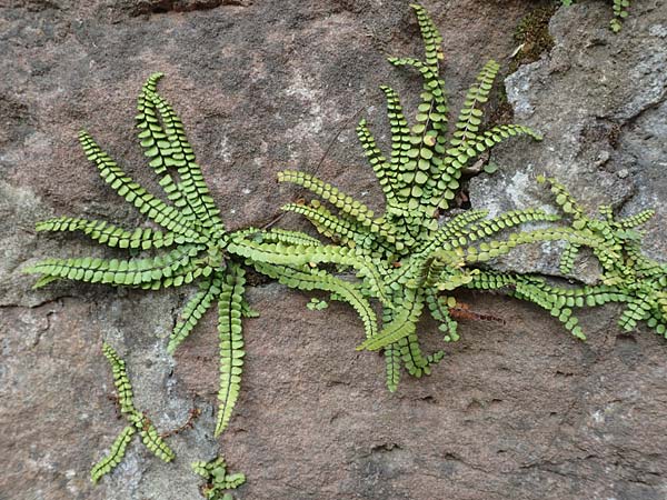 Asplenium trichomanes subsp. pachyrachis \ Dickstieliger Brauner Streifenfarn / Thick-Stem Spleenwort, D Breuberg 16.7.2016