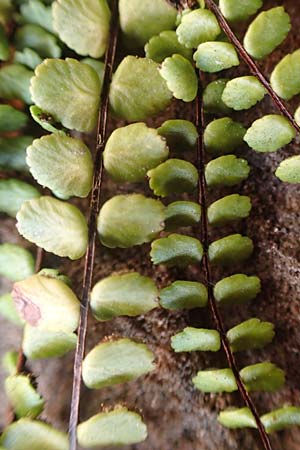 Asplenium trichomanes subsp. pachyrachis \ Dickstieliger Brauner Streifenfarn / Thick-Stem Spleenwort, D Breuberg 16.7.2016