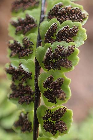Asplenium trichomanes subsp. pachyrachis \ Dickstieliger Brauner Streifenfarn / Thick-Stem Spleenwort, D Breuberg 16.7.2016