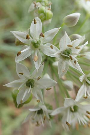 Allium tuberosum \ Schnitt-Knob-Lauch, Chinesischer Schnitt-Lauch / Garlic Chives, Chinese Leek, D Ludwigshafen 9.9.2017