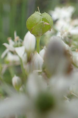 Allium tuberosum \ Schnitt-Knob-Lauch, Chinesischer Schnitt-Lauch / Garlic Chives, Chinese Leek, D Ludwigshafen 9.9.2017