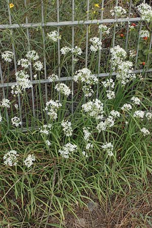 Allium tuberosum \ Schnitt-Knob-Lauch, Chinesischer Schnitt-Lauch / Garlic Chives, Chinese Leek, D Ludwigshafen 9.9.2017