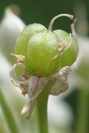 Allium tuberosum \ Schnitt-Knob-Lauch, Chinesischer Schnitt-Lauch / Garlic Chives, Chinese Leek, D Ludwigshafen 9.9.2017