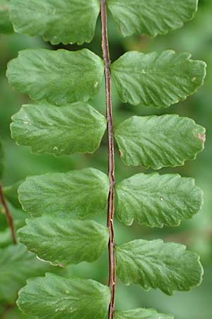 Asplenium trichomanes subsp. trichomanes, Silikatliebender Brauner Streifenfarn