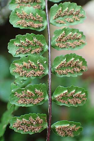 Asplenium trichomanes subsp. trichomanes \ Silikatliebender Brauner Streifenfarn / Spleenwort, D Heidelberg 26.10.2017