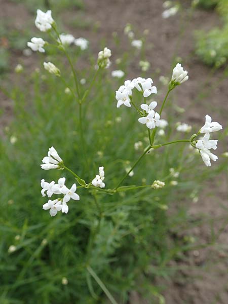 Asperula tinctoria \ F&auml;rber-Meister / Dyer's Woodruff, D Botan.  Gar.  Krefeld 13.6.2019