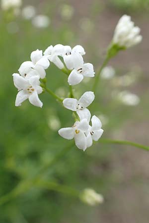 Asperula tinctoria \ F&auml;rber-Meister / Dyer's Woodruff, D Botan.  Gar.  Krefeld 13.6.2019