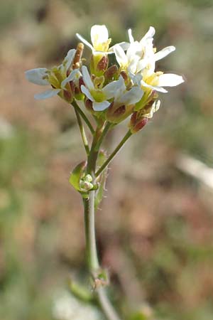 Arabidopsis thaliana \ Acker-Schmalwand / Thale Cress, D Viernheim 7.4.2020