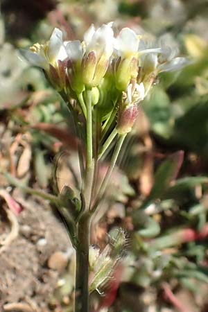Arabidopsis thaliana \ Acker-Schmalwand / Thale Cress, D Viernheim 7.4.2020
