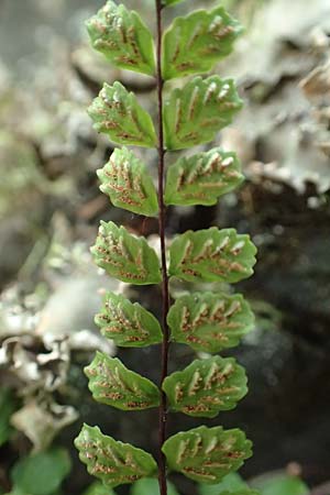 Asplenium trichomanes subsp. trichomanes \ Silikatliebender Brauner Streifenfarn / Spleenwort, D Dillenburg-Donsbach 21.6.2020