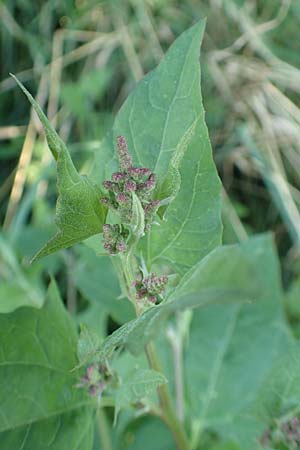 Atriplex prostrata \ Spie&szlig;-Melde, Spie&szlig;bl&auml;ttrige Melde / Spear-Leaved Orache, D Burghaun 30.7.2020